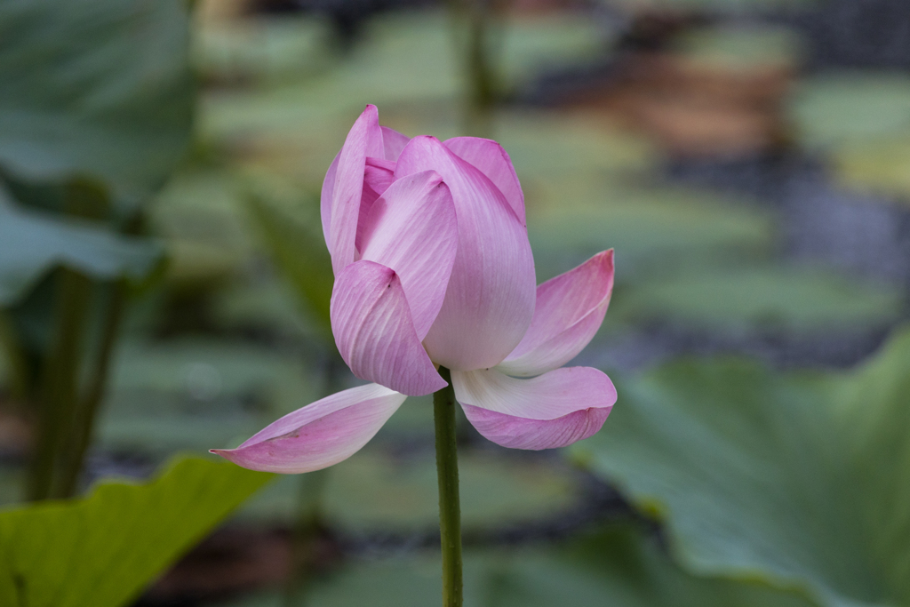 千秋公園の蓮　Ⅲ