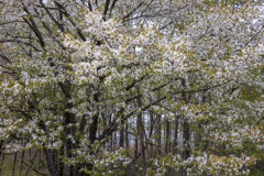 水辺の桜