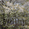 水辺の桜
