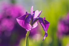花菖蒲　Ⅳ