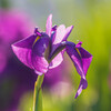 花菖蒲　Ⅳ