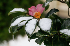 山茶花の雪　Ⅰ