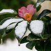 山茶花の雪　Ⅰ