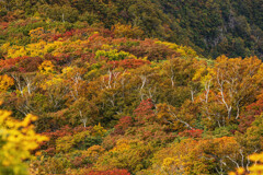 山紅葉