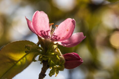 カリンの花咲く