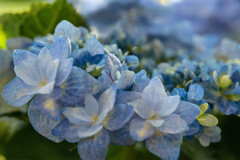 紫陽花
