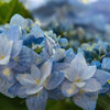 紫陽花