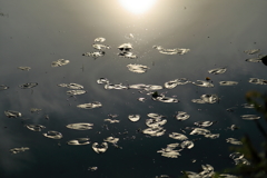 浮き草