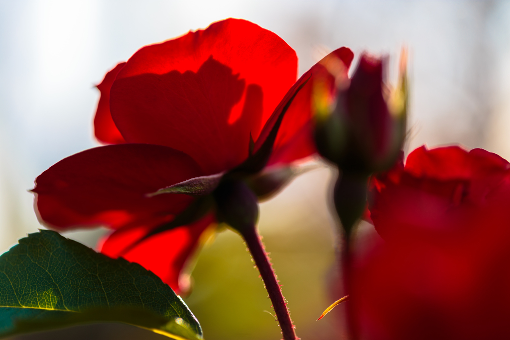 ラ・セビリアーナ　Ⅱ