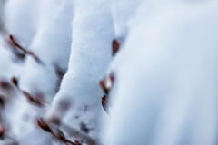 積雪
