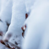 積雪