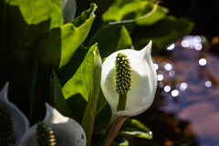 水芭蕉
