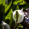 水芭蕉