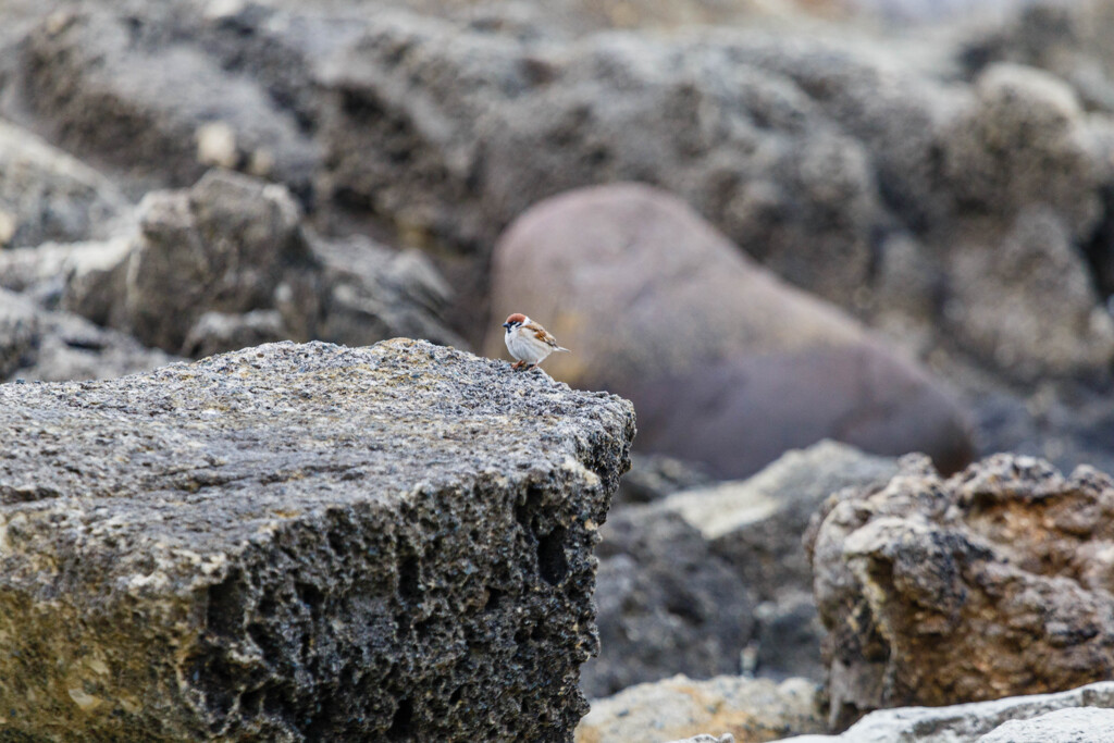 人間も大変だなあ～