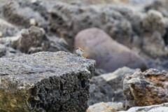 人間も大変だなあ～