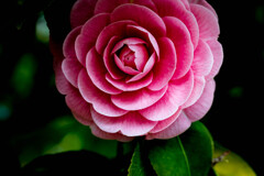 開花