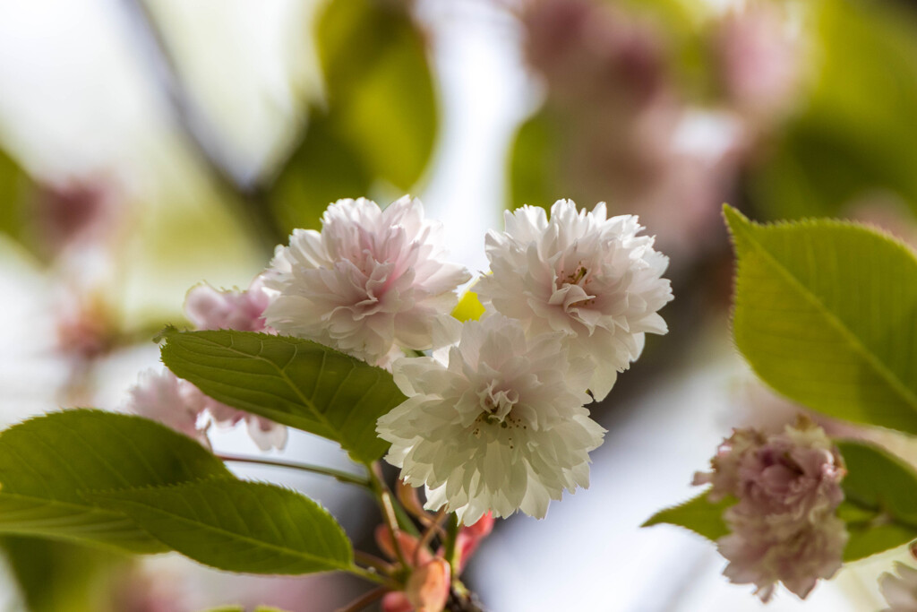 気多の白菊桜