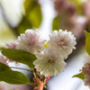 気多の白菊桜