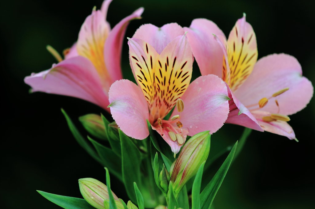 アリストロメリア