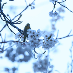 夕暮れサクジローⅠ