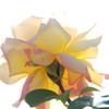 薔薇２