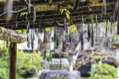 雨の境内