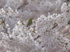 桜咲きました！
