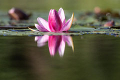 水の花