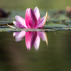 水の花