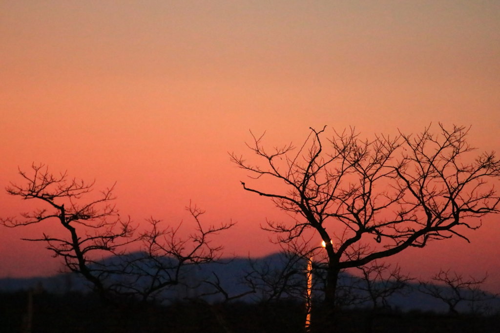 夕の樹