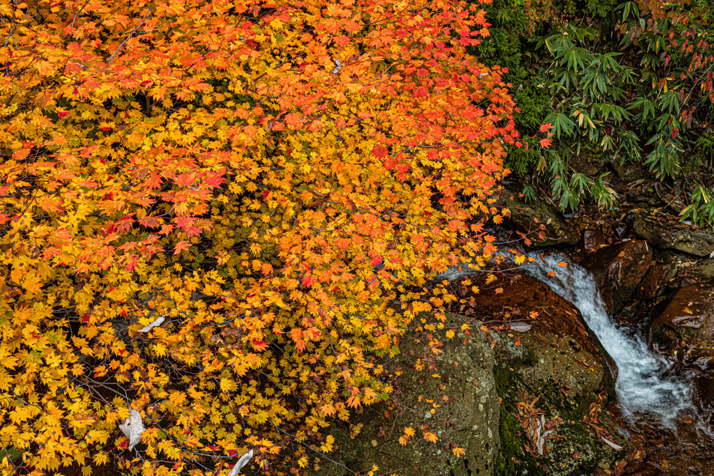 紅葉