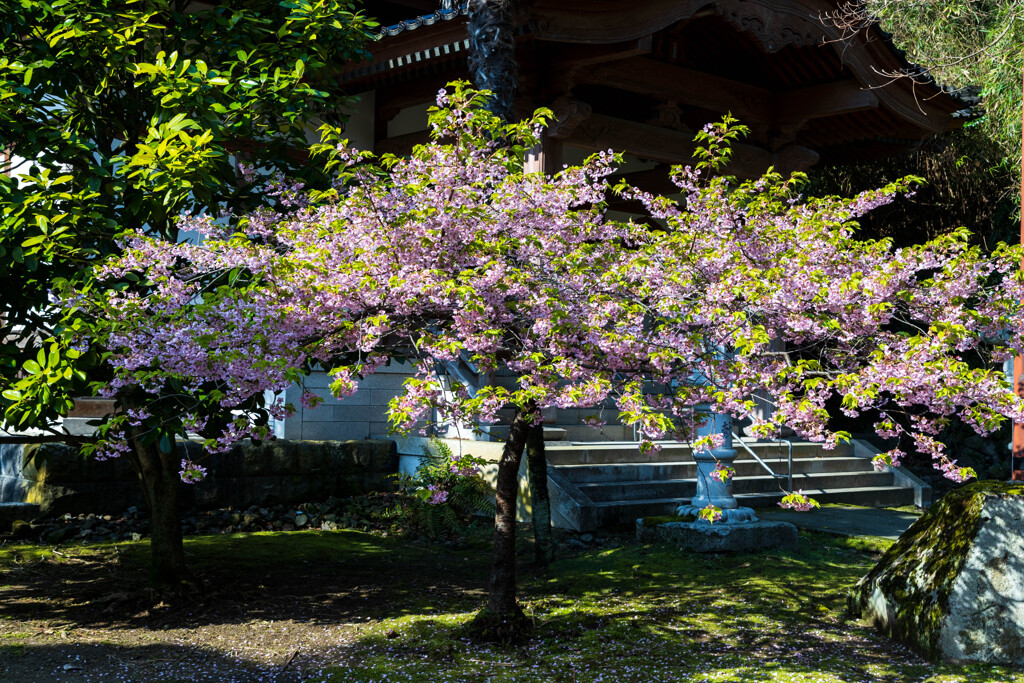 坩満寺の桜