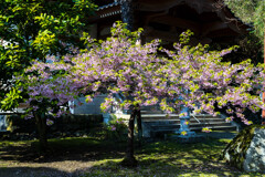 坩満寺の桜