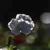 白い花房