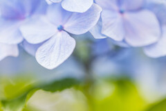 紫陽花　Ⅱ