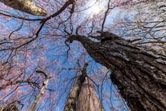 桜とサージタンク　Ⅱ