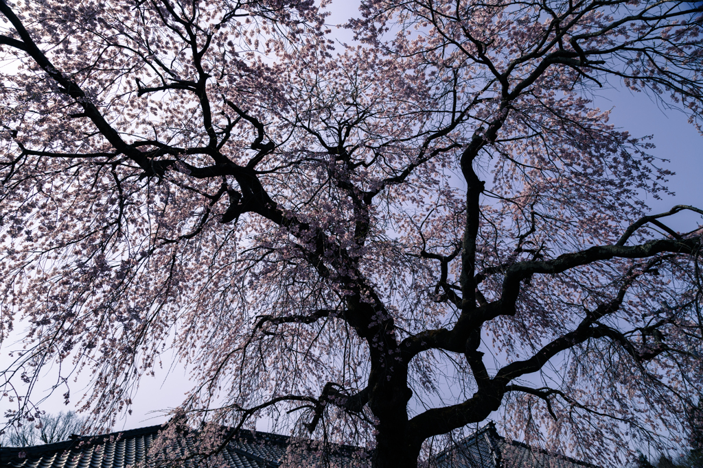 大竹地区の枝垂れ桜　Ⅴ