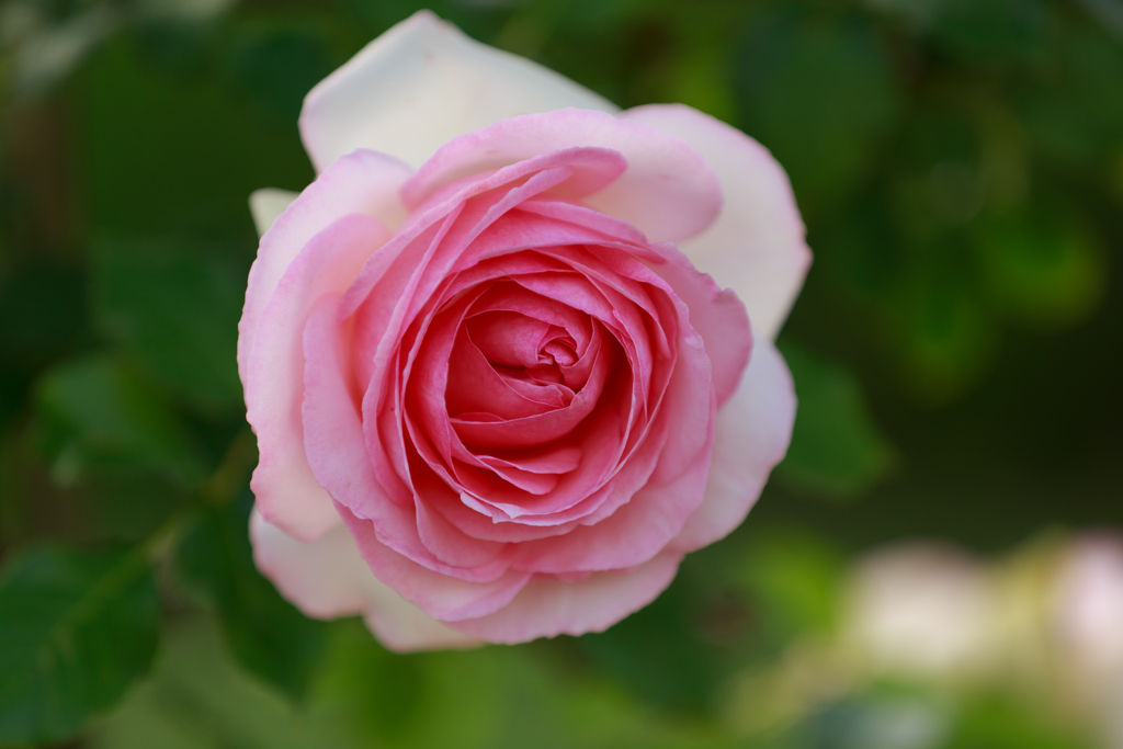 ピエール ドゥ ロンサール