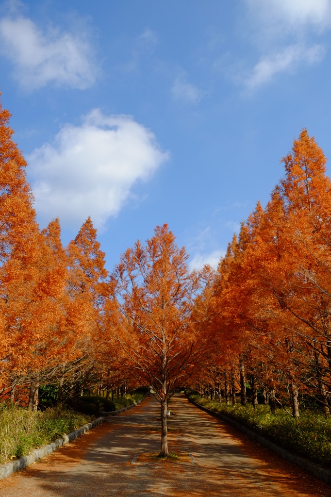 紅い並木路