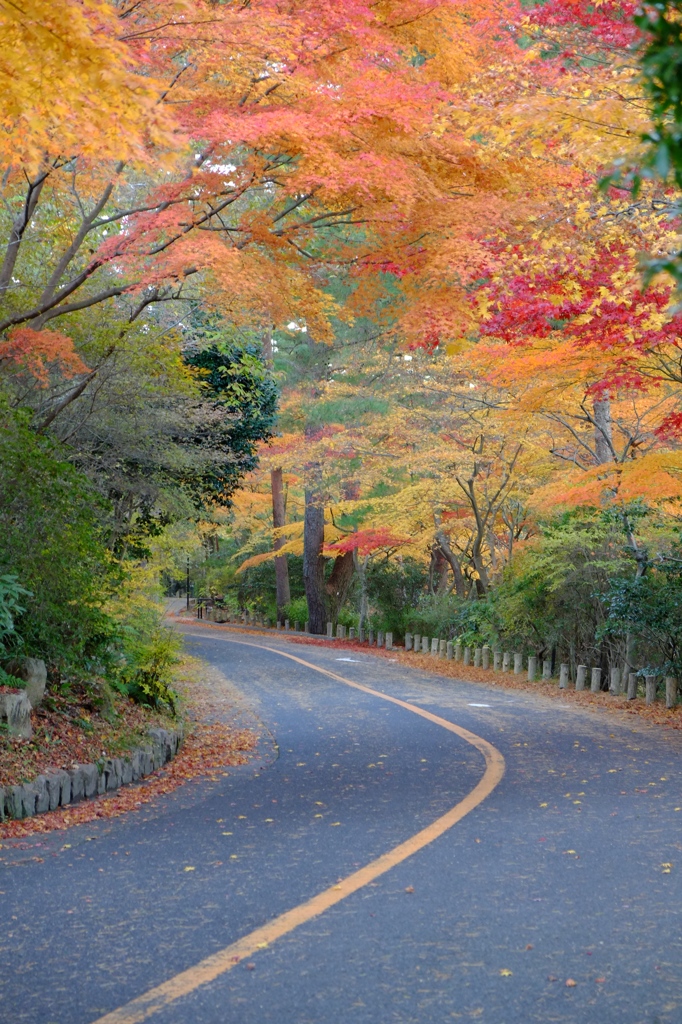 紅葉道