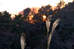 夕暮れのススキ