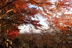 秋色image