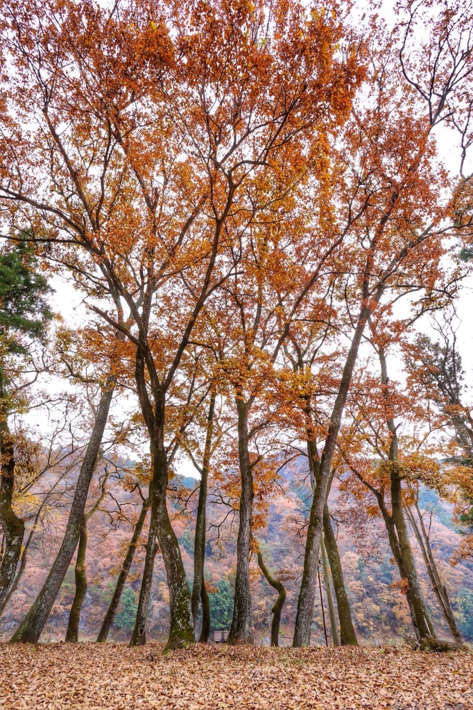 晩秋
