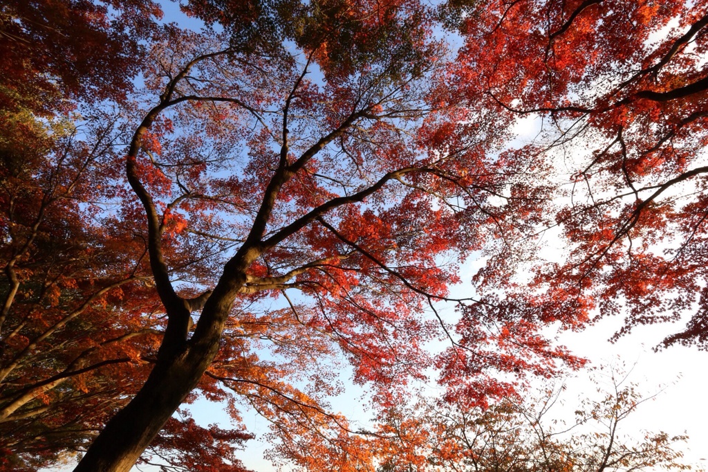 栃木の秋