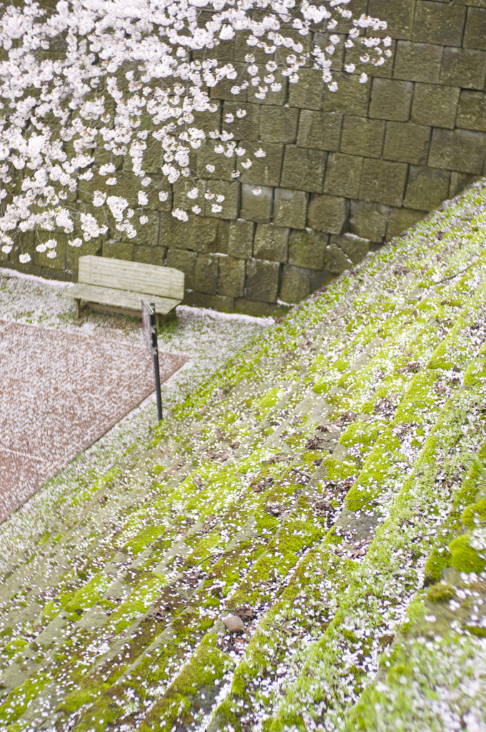 桜2015-04