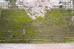 桜2015-02