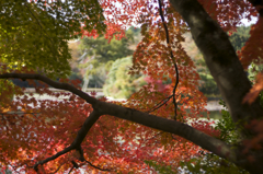 紅葉（竜安寺）01