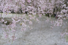 むせかえるほどの