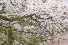 桜2015-03