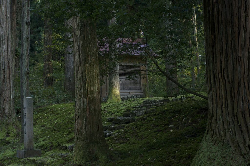 樹々の中に（平泉寺03）